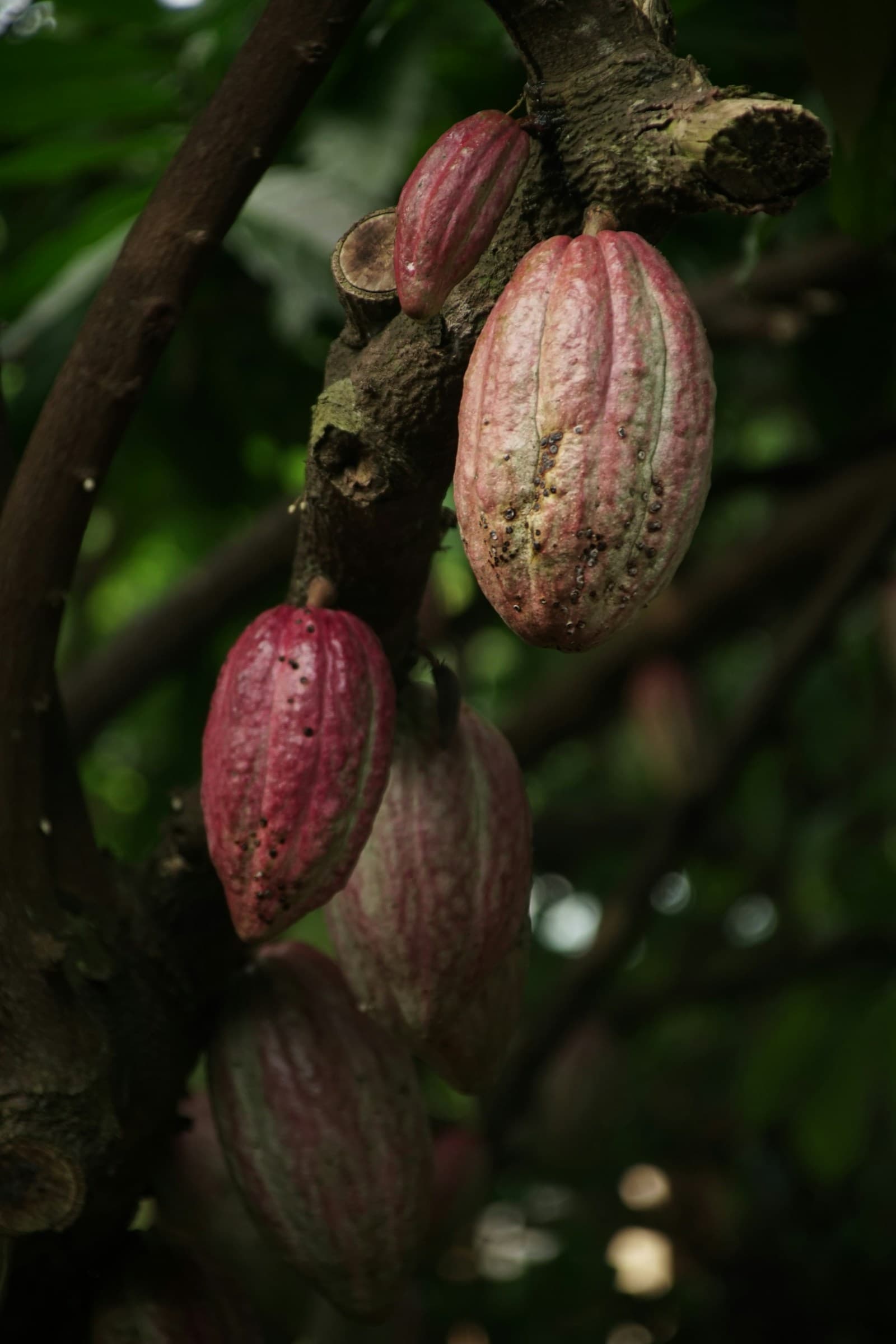Cacau